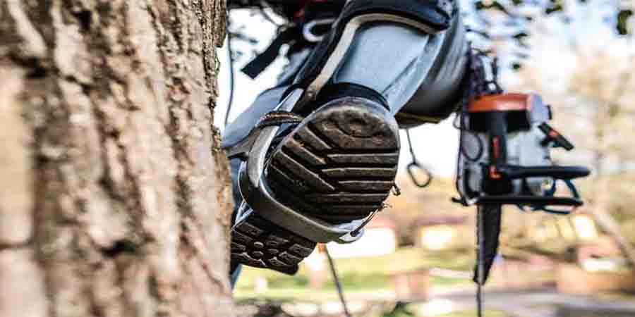 Ensure Your Best Safety for Tree Climbing