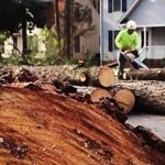 What Do Tree Removal Companies Do With the Wood?