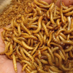 How to Grow Mealworms