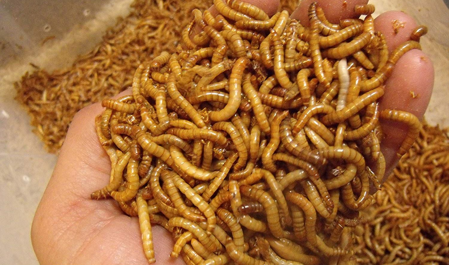 How to Grow Mealworms