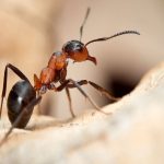 The Growing Ant Problem in Christchurch and Across New Zealand