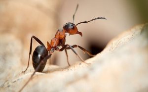 http://The%20Growing%20Ant%20Problem%20in%20Christchurch%20and%20Across%20New%20Zealand