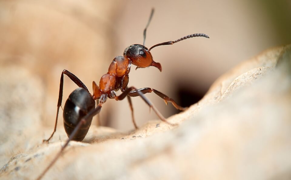 The Growing Ant Problem in Christchurch and Across New Zealand